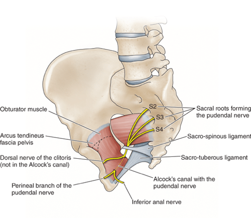 Pathway of the Pudendal Nerve