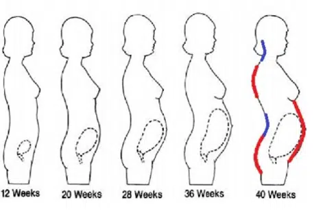 Pregnancy 12 Weeks – 40 Weeks